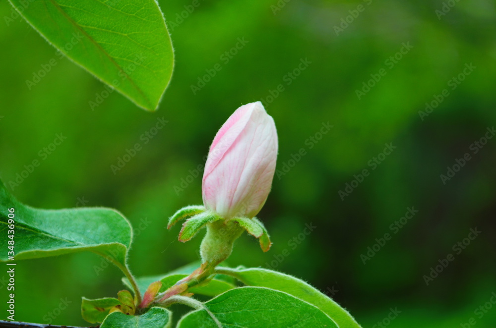 Fragrant young white flower on blossoming quince tree in sunny spring morning