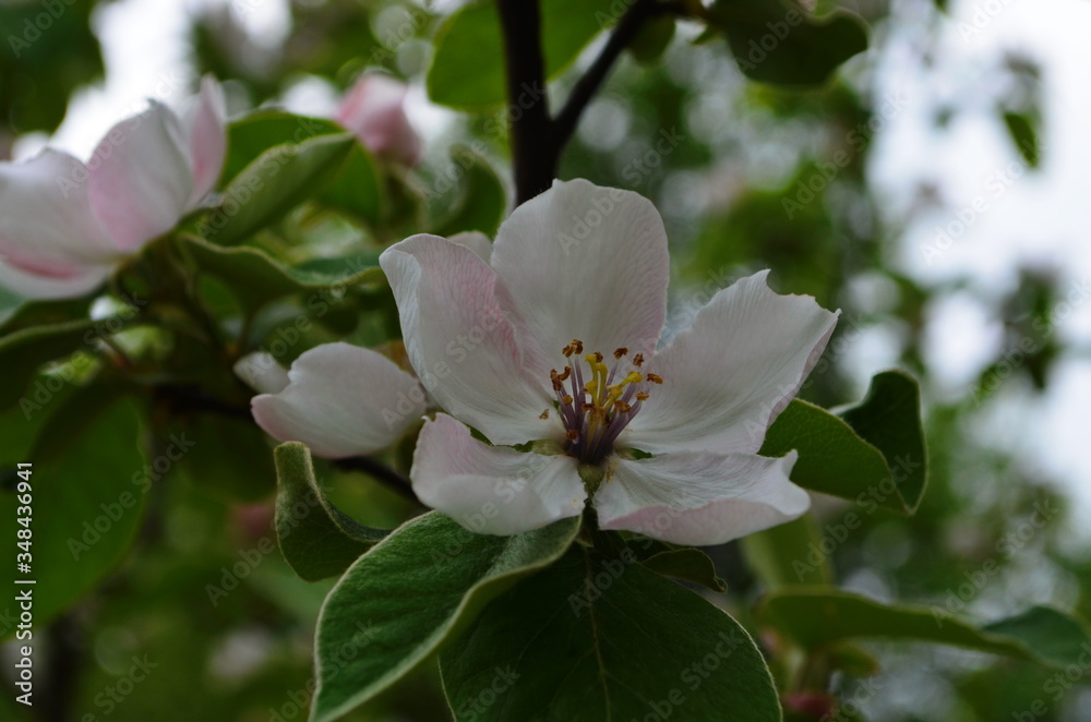 Fragrant young white flower on blossoming quince tree in sunny spring morning Fragrant young white flower on blossoming quince tree in sunny spring morning