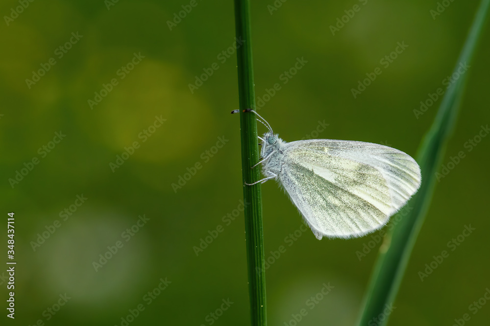 Cryptic Wood White - Leptidea juvernica, small common white butterfly from European meadows and gardens, Zlin, Czech Republic. Cryptic Wood White - Leptidea juvernica, small common white butterfly from European meadows and gardens, Zlin, Czech Republic.