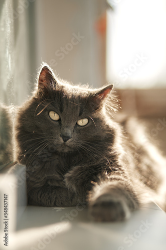 Fototapeta Naklejka Na Ścianę i Meble -  Domestic cat with beautiful eyes lies and looking at the camera