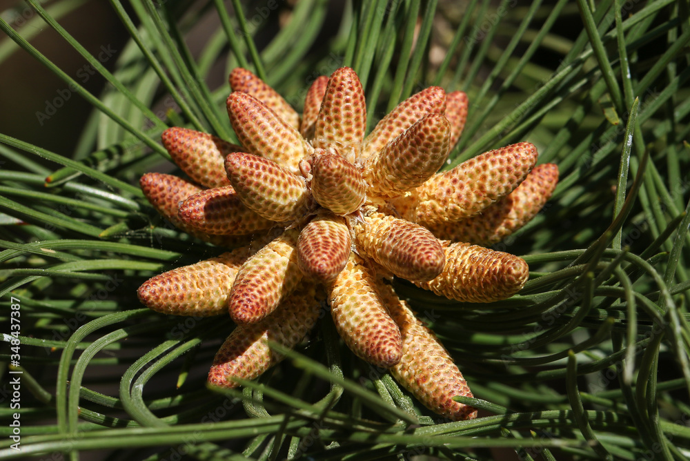 The beautiful flowers of a Black Pine, Pinus nigra, growing in the UK. The beautiful flowers of a Black Pine, Pinus nigra, growing in the UK.