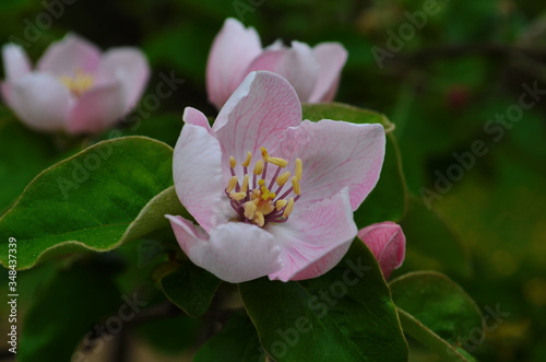 Fragrant young white flower on blossoming quince tree in sunny spring morning