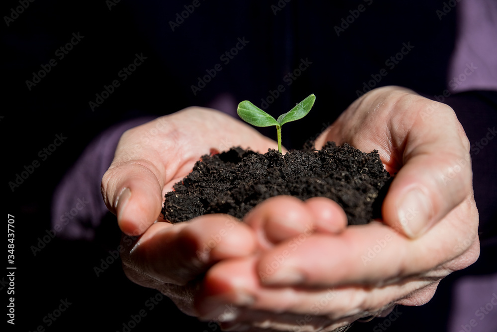 Male hands holding young plant. Ecology concept.Hands holding soil with young tree. Earth Day.Seedlings grow in soil.Planting trees to reduce global warming.new seedling sprouting from the ground Male hands holding young plant. Ecology concept.Hands holding soil with young tree. Earth Day.Seedlings grow in soil.Planting trees to reduce global warming.new seedling sprouting from the ground