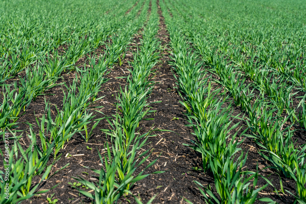 Young wheat seedlings grow in a field on a Sunny slope. Young green wheat grows from the soil in friendly rows Young wheat seedlings grow in a field on a Sunny slope. Young green wheat grows from the soil in friendly rows