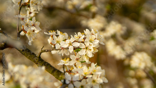 White cherry blossoms, spring.