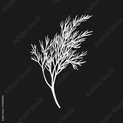 Fresh fennel branch isolated on black background. Dill bunch. Vector illustration