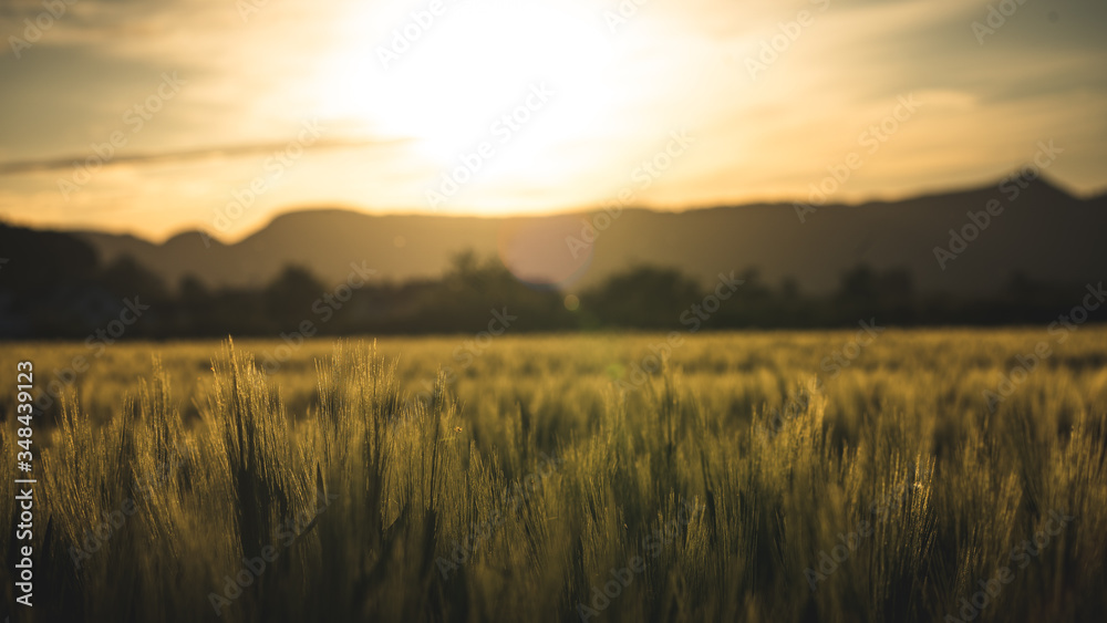 Abendstimmung im Weizenfeld Abendstimmung im Weizenfeld