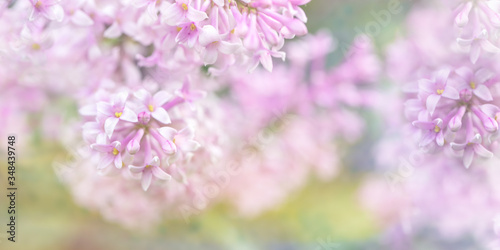 Beautiful blurred lilac flowers background. Blurred lilac branches close-up. Floral abstract pastel background for greeting card. Soft focus. © SeNata