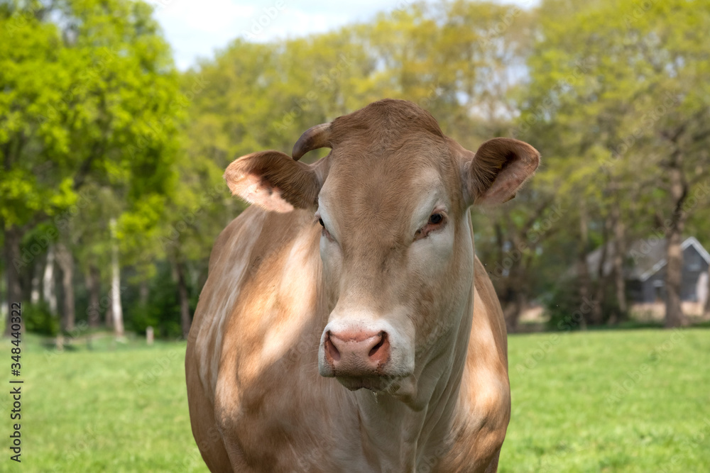 A white Charolais beef cattle head in front view, in a pasture in a dutch countryside, Natural green background A white Charolais beef cattle head in front view, in a pasture in a dutch countryside, Natural green background