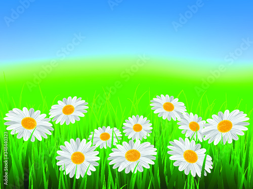 green grass and daisies