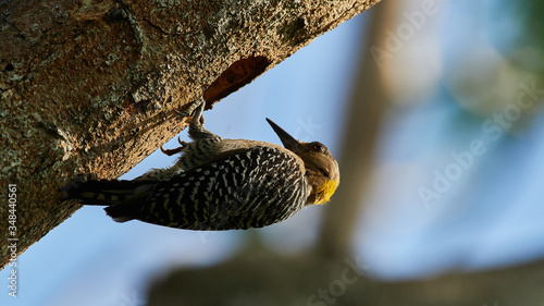 Hoffmann's Woodpecker - Melanerpes hoffmannii photo