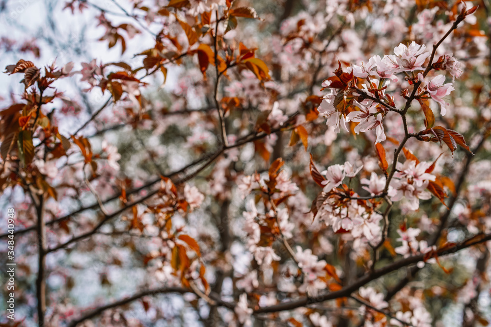 Cherry trees in bloom, beautiful flowers close-up, spring blooming Cherry trees in bloom, beautiful flowers close-up, spring blooming
