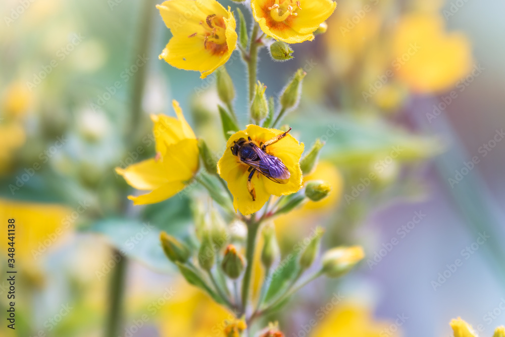 A bee collects nectar from yellow flowers of Lysimachia punctata, dotted loosestrife, large yellow loosestrife or spotted loosestrife in summer close-up. A bee collects nectar from yellow flowers of Lysimachia punctata, dotted loosestrife, large yellow loosestrife or spotted loosestrife in summer close-up.