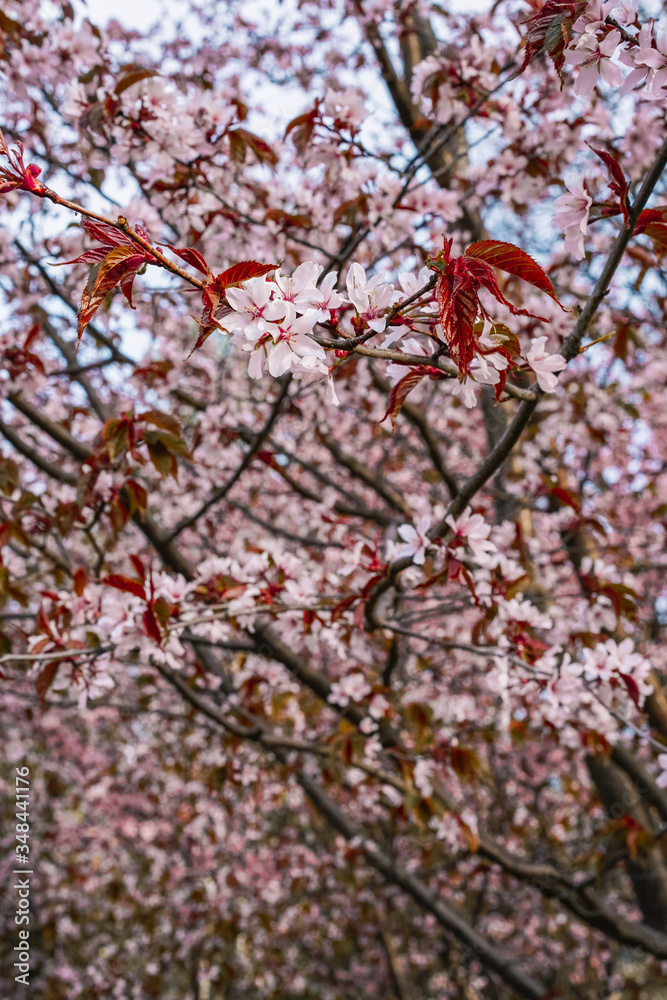 Cherry trees in bloom, beautiful flowers close-up, spring blooming Cherry trees in bloom, beautiful flowers close-up, spring blooming