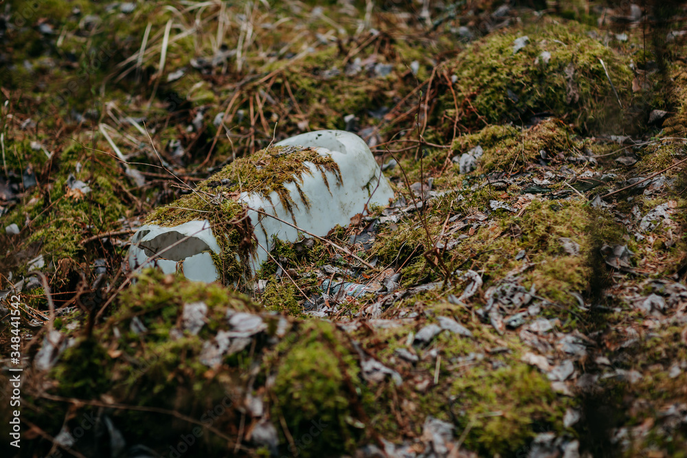Obraz premium Wild forest flora and fauna. Green plants in the woods. Big rock in the forest. Nordic nature.