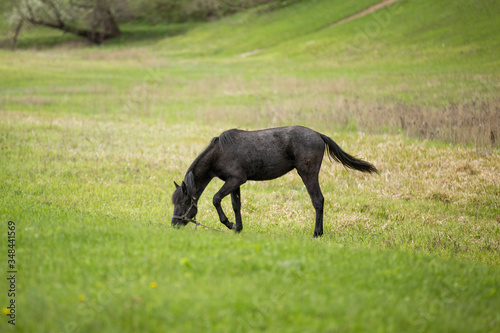 black horse on a green field
