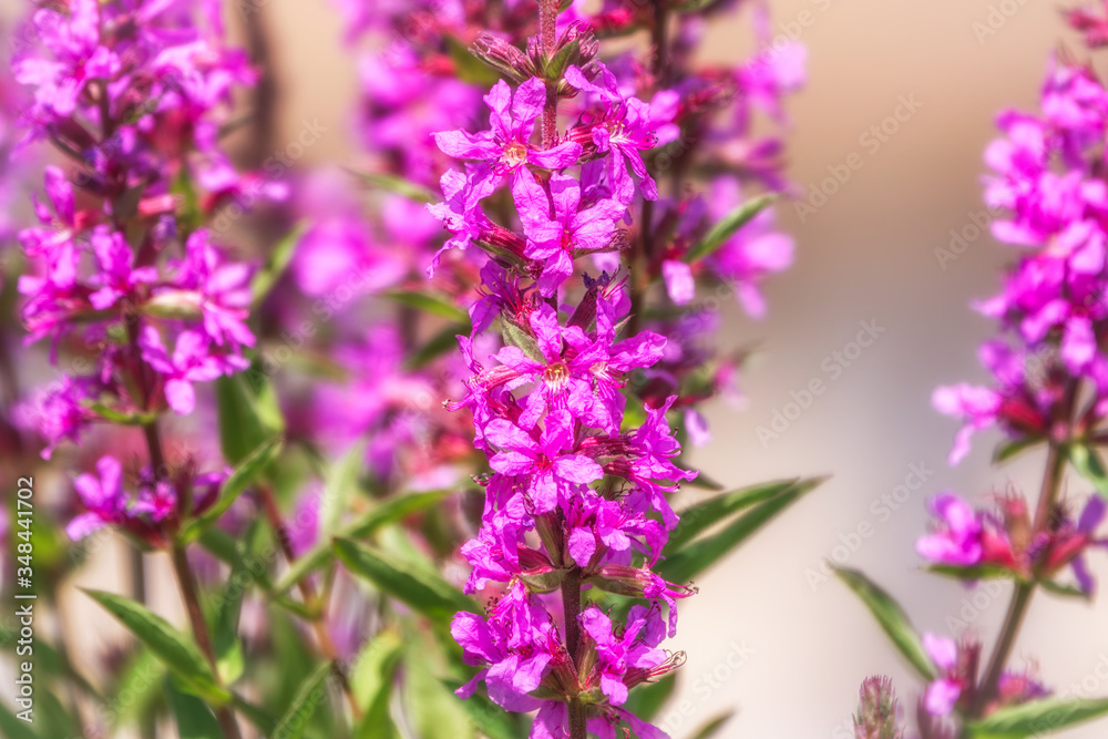 Summer Flowering Purple Loosestrife, Lythrum tomentosum on a green blured background. Summer Flowering Purple Loosestrife, Lythrum tomentosum on a green blured background.