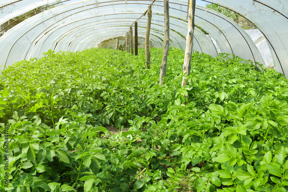 Greenhouse with plants Greenhouse with plants