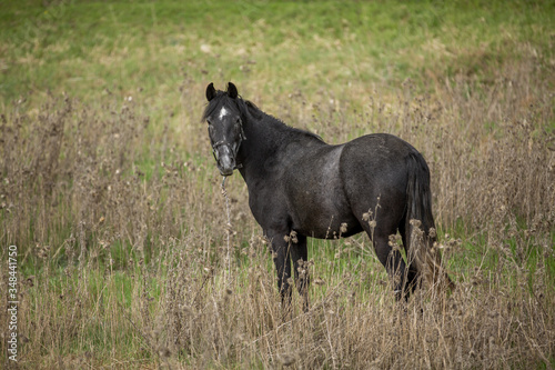 black horse on a green field © Михаил Корнилов