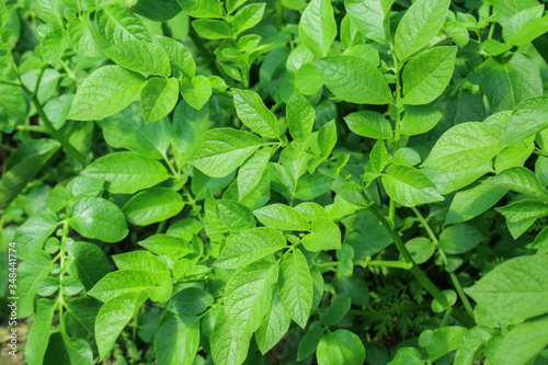 Wallpaper Mural Flowering potatoes Torontodigital.ca