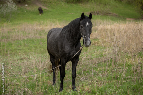 black horse on a green field