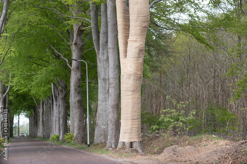 Obraz na płótnie With Jute, beech trees where the light intensity has been changed by grubbing neighboring trees are protected against drying out, but also against sunburn w salonie