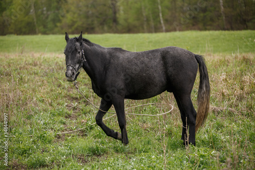 black horse on a green field