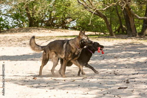 Herder en labrador spelen samen photo