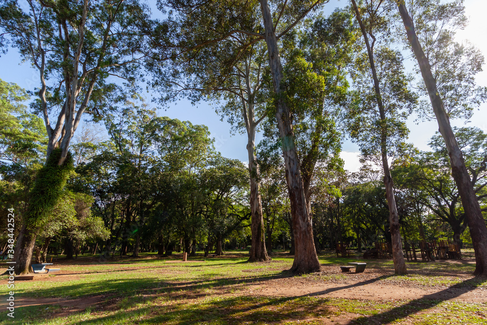 Beautiful Trees with a green leafs in Sunny weather in Ibirapuera garden in San Paulo, Brazil in February Beautiful Trees with a green leafs in Sunny weather in Ibirapuera garden in San Paulo, Brazil in February