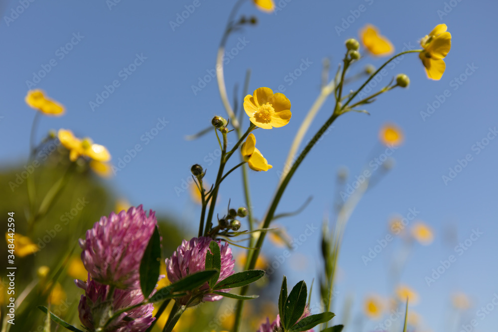 Fototapeta premium Wild flowers in with blue sky in springtime. Nature Theme background