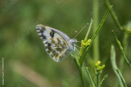 butterfly on a flower