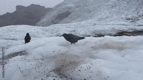 Two ravens searching for food on melting glacier in windy and cloudy day, Iceland. photo