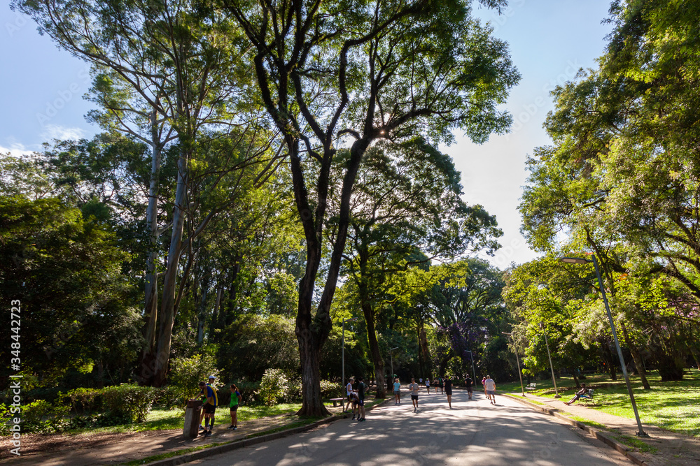 Beautiful Trees with  a green leafs in Sunny weather in Ibirapuera garden in San Paulo, Brazil in February 