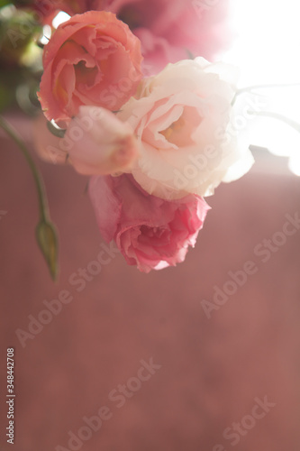 Fototapeta Naklejka Na Ścianę i Meble -  Beautiful background eustoma flowers on pink background for holiday illustration