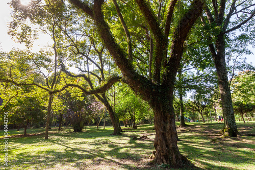 Beautiful Trees with  a green leafs in Sunny weather in Ibirapuera garden in San Paulo  Brazil in February 