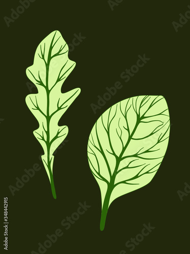 Arugula rucola and spinach. Green leaves isolated on dark background. Vector illustration. Fresh herbs. Vegetarian Ingredient. Organic food. Logo, packaging, print, market store