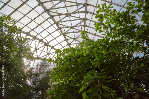 Botanical garden glass ceiling. Donetsk. Ukraine © glebchik