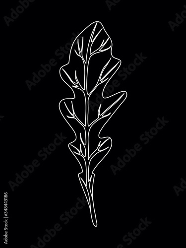 Arugula rucola salad. Single leaf isolated on black background. Line Vector illustration. Fresh herbs. Vegetarian Ingredient. Organic food. Logo, packaging, print, market store
