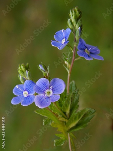 blue flowers of wild plant Veronica chamaedrys