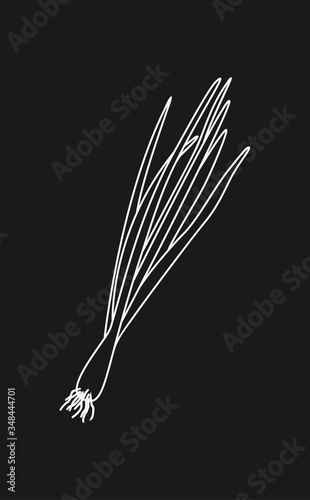 Sprouting onion isolated on black background. Lined vector illustration