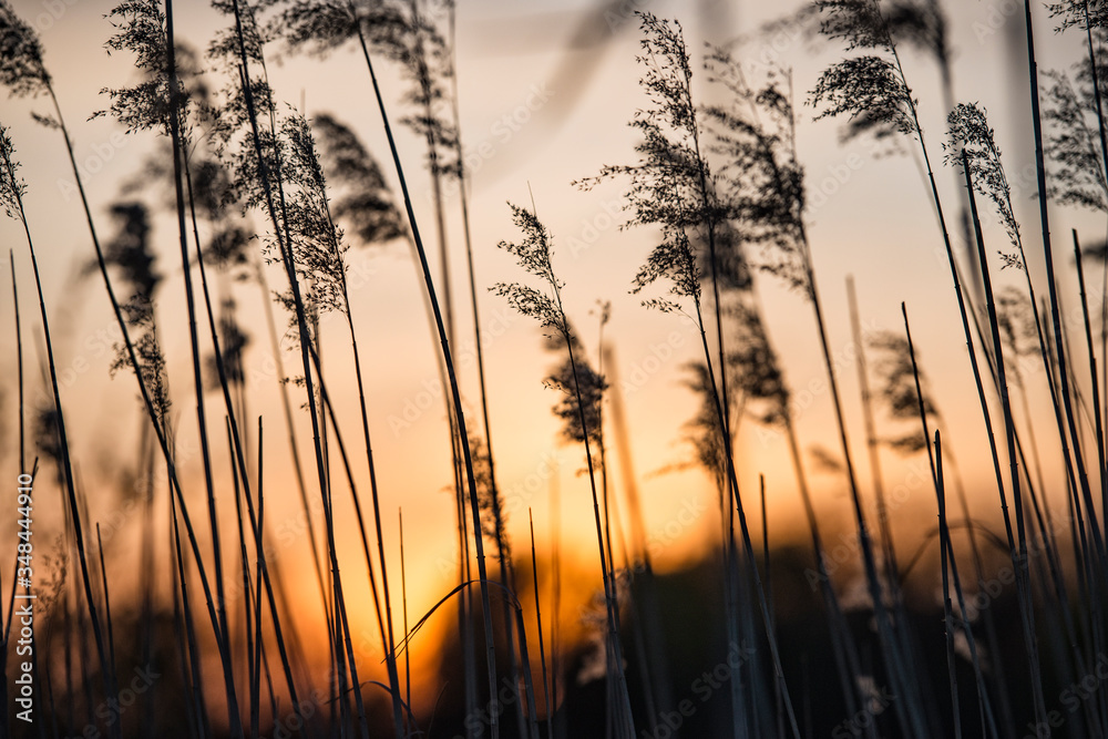 Dutch sun set with reed plumes Dutch sun set with reed plumes