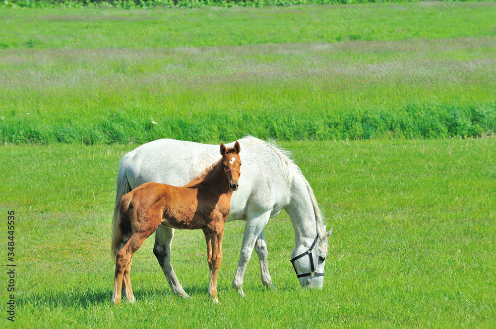 Obraz premium サラブレッドの親子
