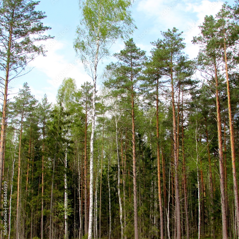 Beautiful forest trees in spring.