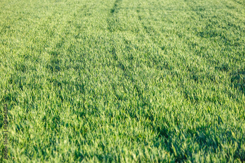 Young green wheat seedlings growing on a field. Wheat growing in soil. Young green wheat seedlings growing on a field. Wheat growing in soil.