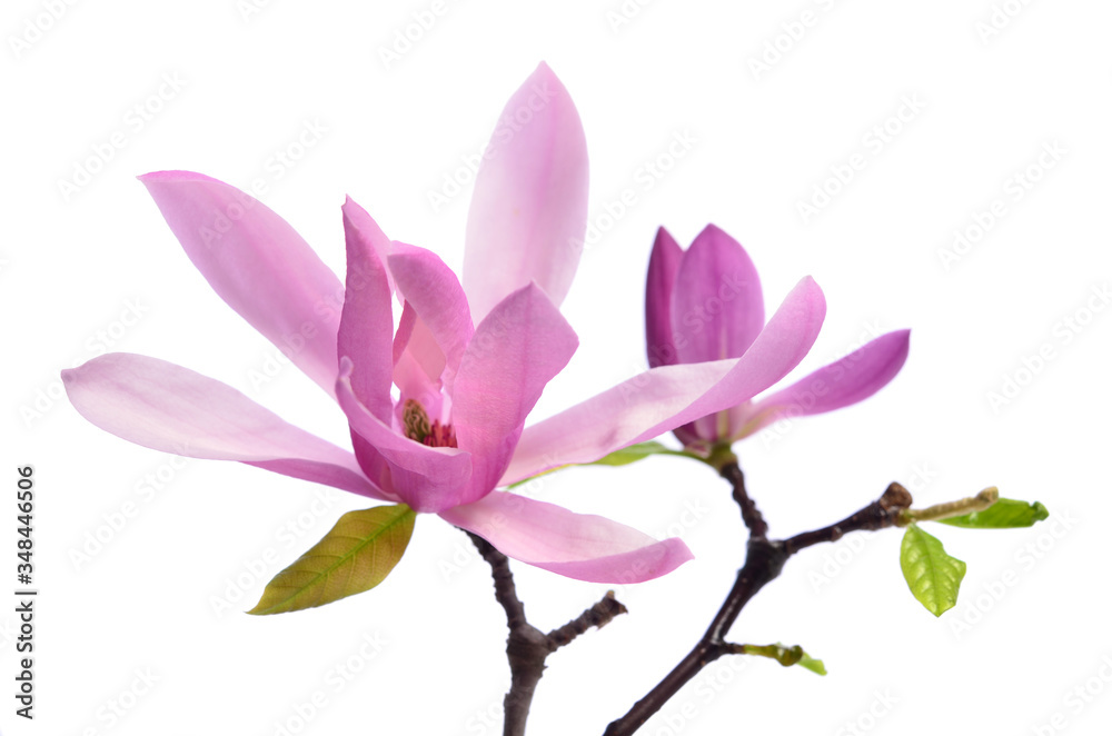Fototapeta premium Beautiful delicate purple magnolia close up isolated on white background