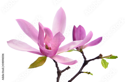 Beautiful delicate purple magnolia close up isolated on white background © Soyka