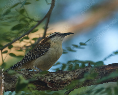 Rufous-naped Wren - Campylorhynchus rufinucha photo