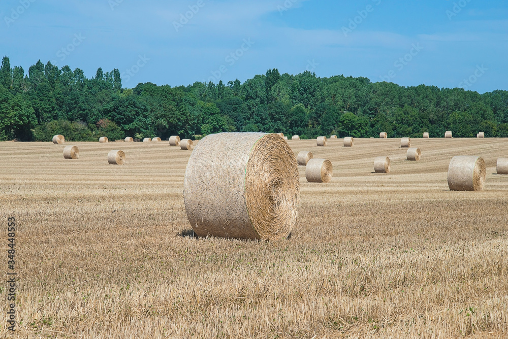 Many bales of straw in the agricultural field after harvest