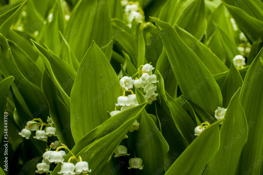Obraz premium Lily of the valley on the green background