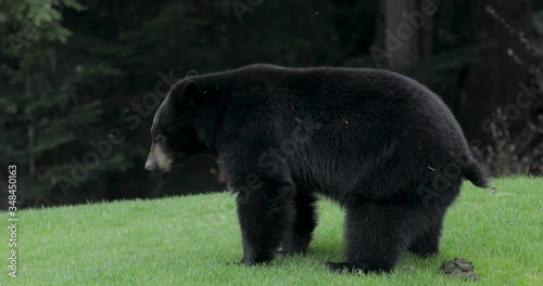 Black bear pooping and walking away on golf course. 